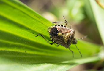 beetle skunk in nature. macro