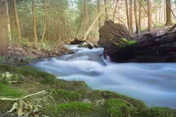 Obraz premium Stream Bending Around Fallen Tree