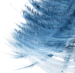 blue feather on a white background
