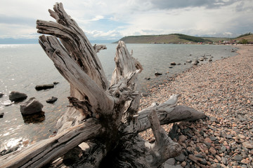 The roots of a tree at lake Hovsgol on the background of the village of Turt The base of the tree trunk, sawed off near the roots, lying at the water's edge on the rocky shore of a lake in Mongolia on - obrazy, fototapety, plakaty