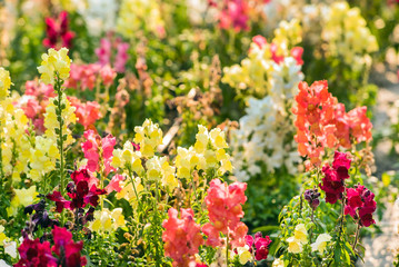 Obraz premium colourful snapdragon flowers in the garden