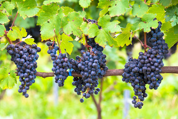 葡萄（ワイン用）