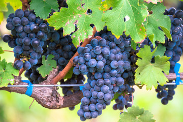 葡萄（ワイン用）