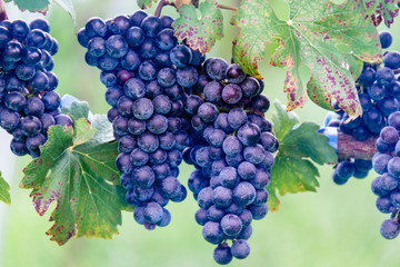 葡萄（ワイン用）