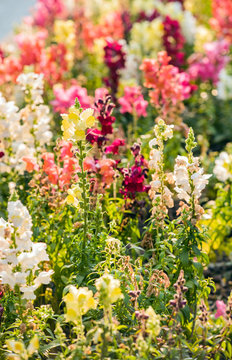 colourful snapdragon flowers in the garden