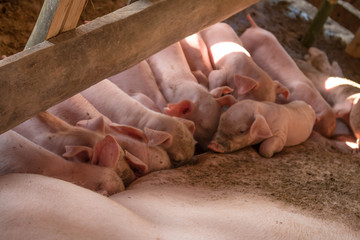 Piggy eating milk.