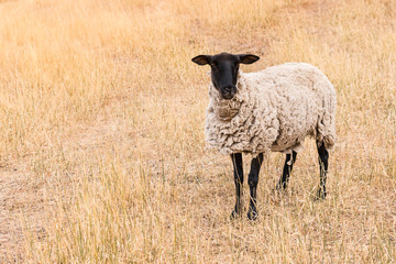 Suffolk black-faced sheep standing on dry meadow