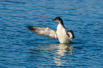 Fototapeta premium Common Loon flapping wings in Ocean pond