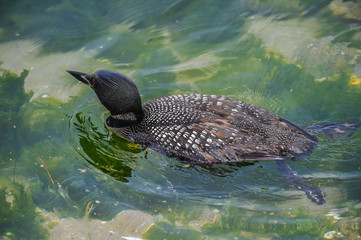 Common Loon swimming in clear lake waters in California