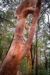 red gum inosculation2