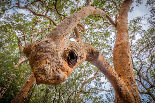 red gum inosculation