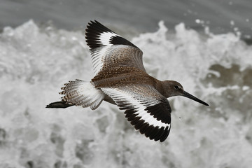 Willet flying by with wings spread top view