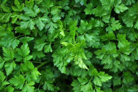 Parsley green leaf that grows on the land