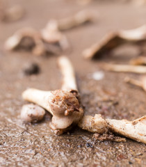 bones on the ground