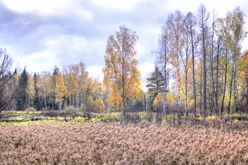 Fototapeta premium Autumn landscape. Marsh