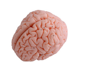 Human brain anatomy model