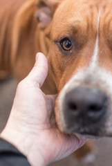 dog is a pit bull with a hand