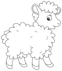 curly sheep