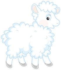 White curly sheep