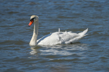 Graceful Adult Mute Swan swimming in pond