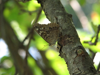 brown butterfly on branch