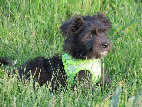 black puppy looking off in distance