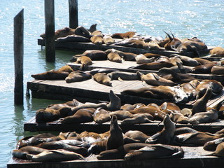 seals sunning themselves on piers