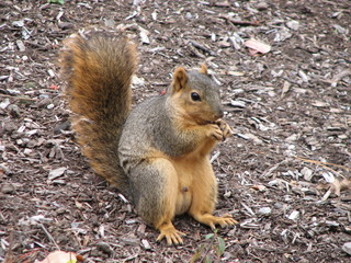 squirrel sitting closeup