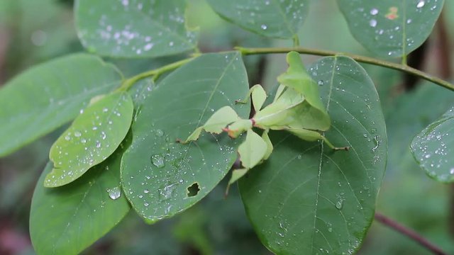 Leaf Insect in Thailand and Southeast Asia.