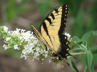 yellow butterfly on white flower