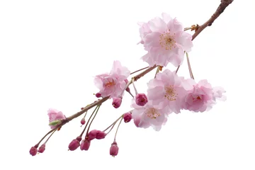 Foto auf Acrylglas Full bloom sakura flower tree isolated, pink japan flora bush, spring floral branch on white background. Treetop of Cherry blossom petal leaf. © tikisada