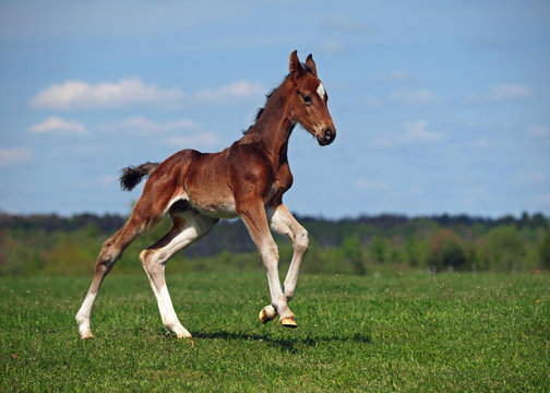 A little colt gallops along on a green meadow 
