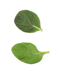 Fresh salad leaf isolated
