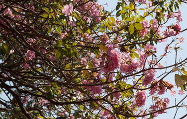 Pink  Trumpet Tree flowers that bloom on the tree.