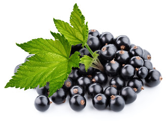 Fototapeta premium black currant branch