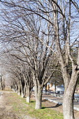 tree in the park in winter