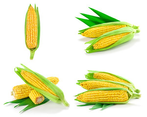 Corn collection isolated