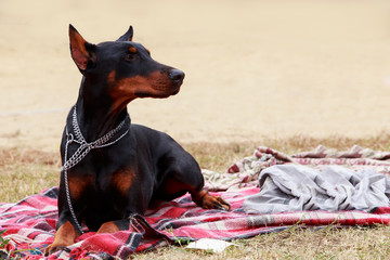 dog breed Doberman Pinscher