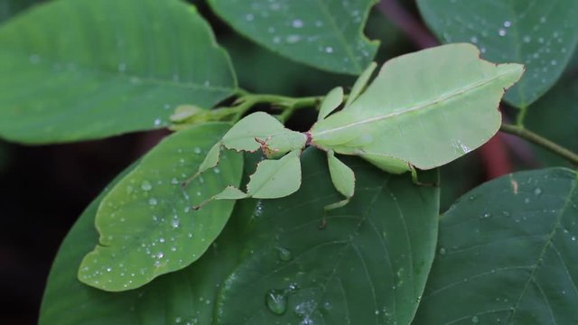 Leaf Insect in Thailand and Southeast Asia.