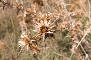 dry prickly grass outdoors