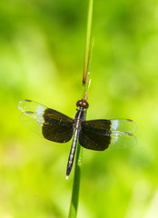 Neurothemis tullia tullia, dragonfly on the Green grass.