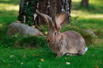 the gray rabbit