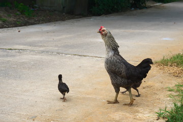 The hen chicks out the ferret to forage in the morning.