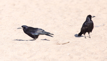 black crow on the sand