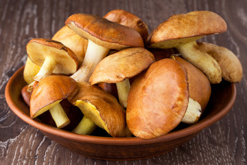 the edible mushrooms