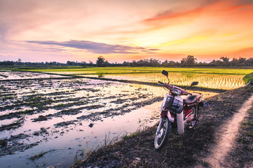 Fototapeta premium Acreage for rice farming in sunset