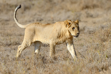 Lion in National park of Kenya
