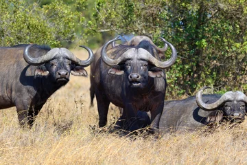 Foto op Canvas Wilde Afrikaanse buffelstier © byrdyak