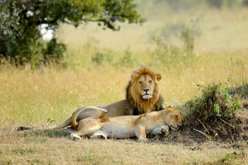 Lion in National park of Kenya