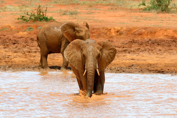 Elephant in National park of Kenya